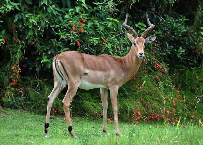Legend Safaris - Kruger Park Lodge 257B